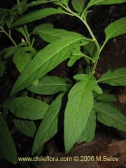 Imgen de Solanum valdiviense (Huvil/Llaguecillo)